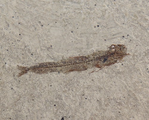 Fisch bregmaceros albyi - fisch,,
