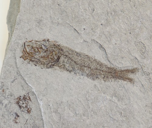 Fisch,Trachurus